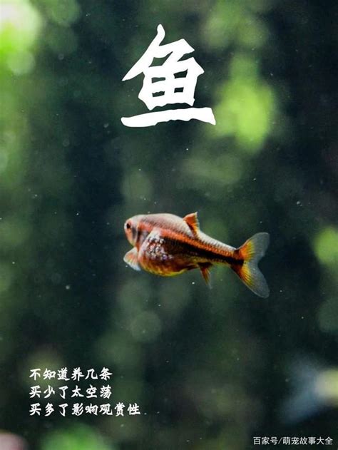 養幾條魚最好|一個魚缸養多少魚合適，從風水學及科學的角度來告訴你！